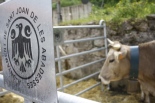 Fira de Sant Isidre: Concurs Morfològic de Vaca Bruna 