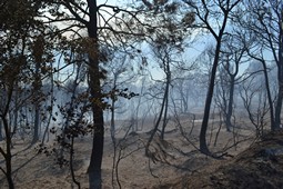 Conseqüències de l'incendi forestal de Sant Feliu Sasserra 