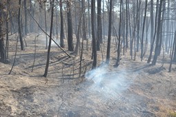 Conseqüències de l'incendi forestal de Sant Feliu Sasserra 