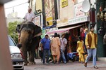 Un elefant es passeja per Terrassa 