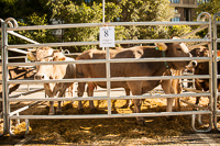 Fira Concurs de Bestiar d'Andorra la Vella 
