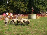 Festa major de Seva 2010: ovellada 