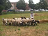 Festa major de Seva 2010: ovellada 